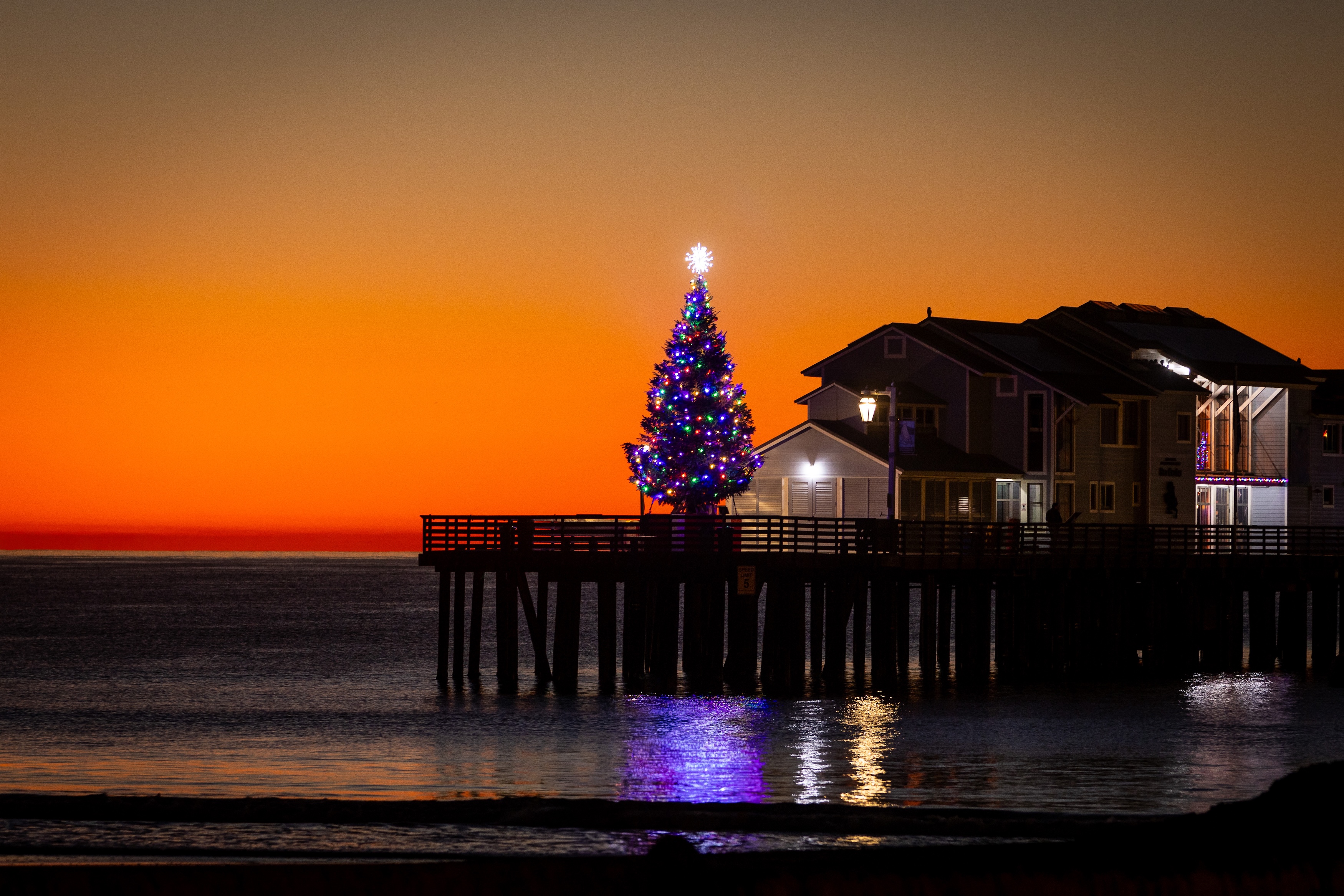 2025 sterns wharf christmas tree