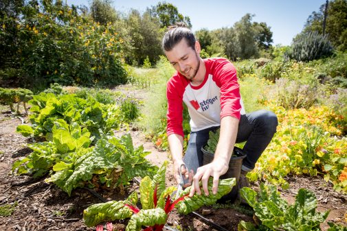 Chism harvests Swiss chard from the garden
